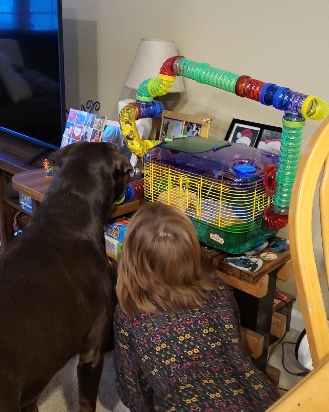 Roscoe the chocolate lab. Computer Hardware, Electronics, Hardware, Monitor, Screen, TV