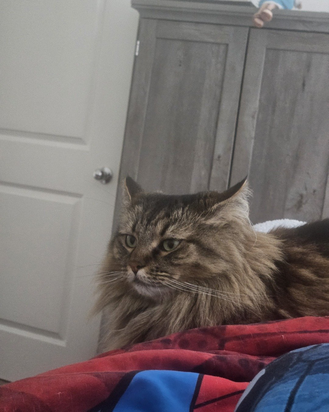 witty the Siberian forest cat. Closet, Cupboard, Furniture, Cabinet, Indoors, Interior Design