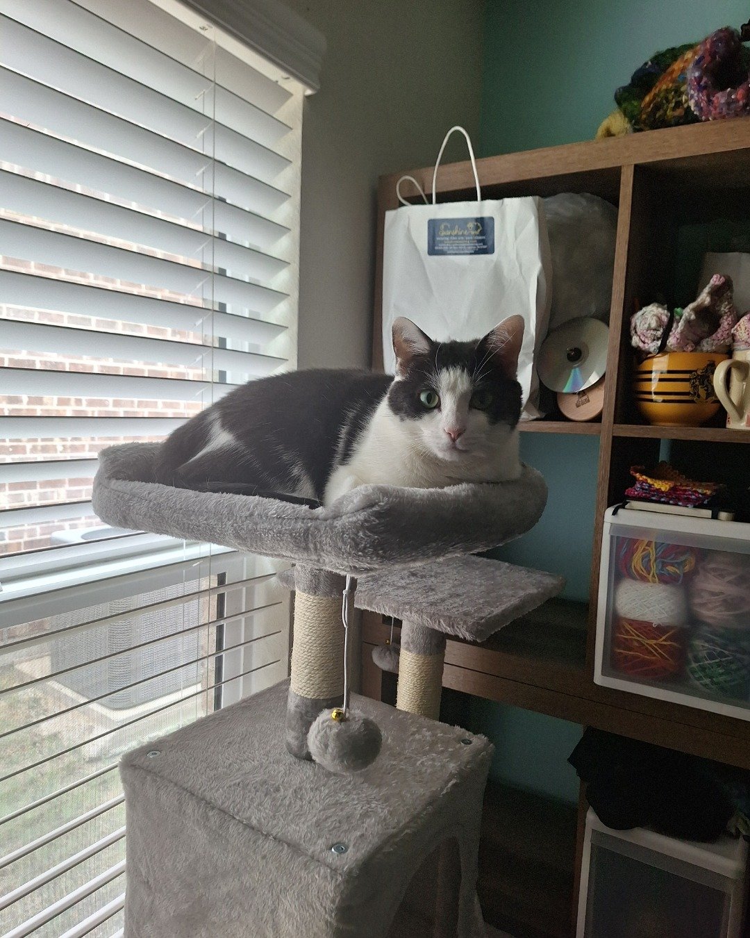 Cloudfur the American Shorthair. Shelf, Home Decor, Bag, Accessories, Handbag, Furniture