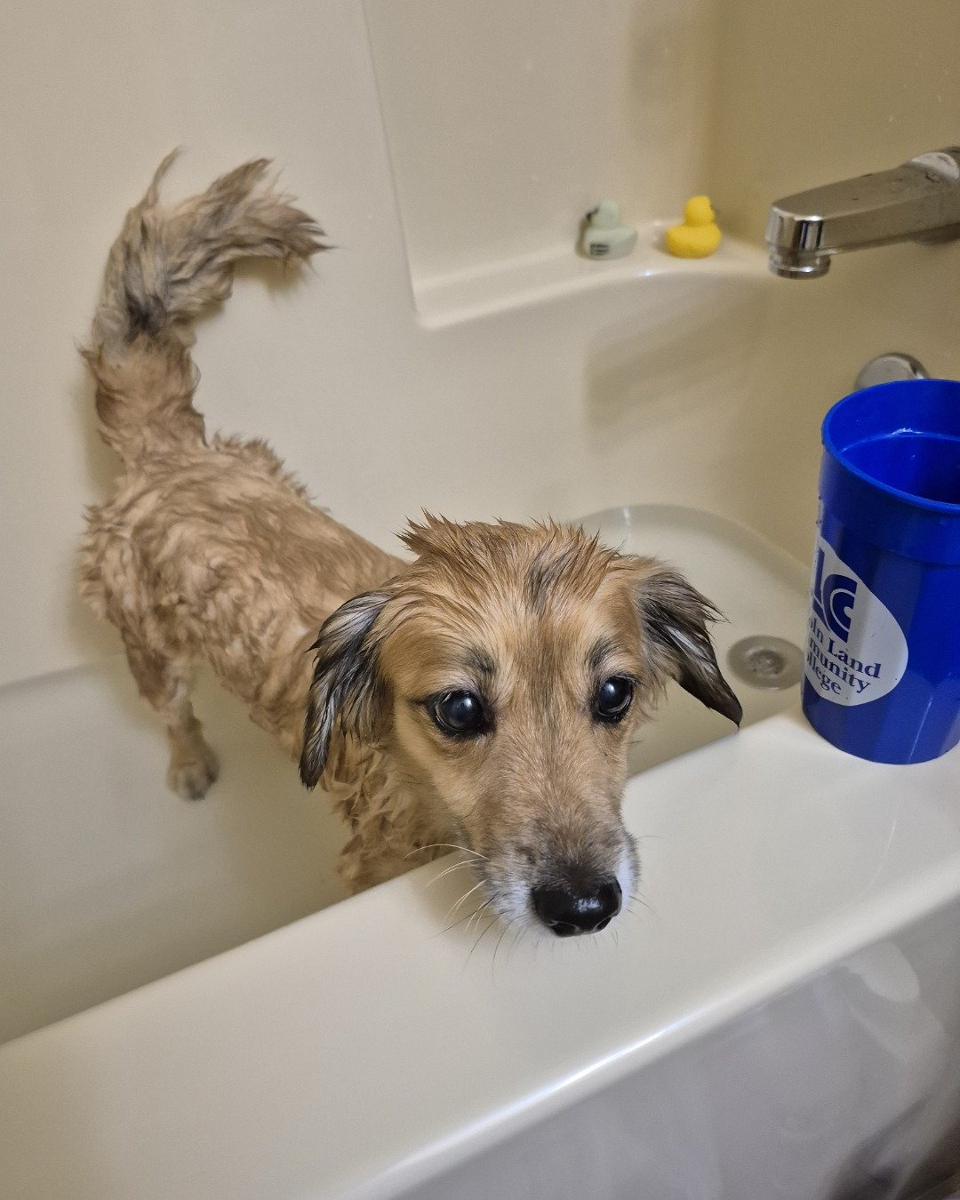 rusty. Bathing, Bathtub, Person, Tub, Dog, Puppy