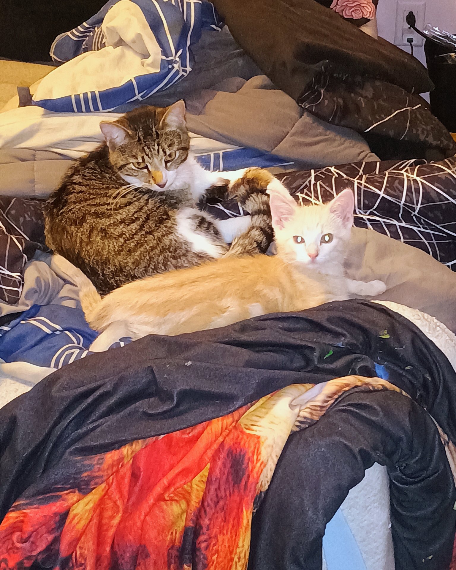 Athena. Cat, Kitten, Blanket, Couch, Furniture, Bed