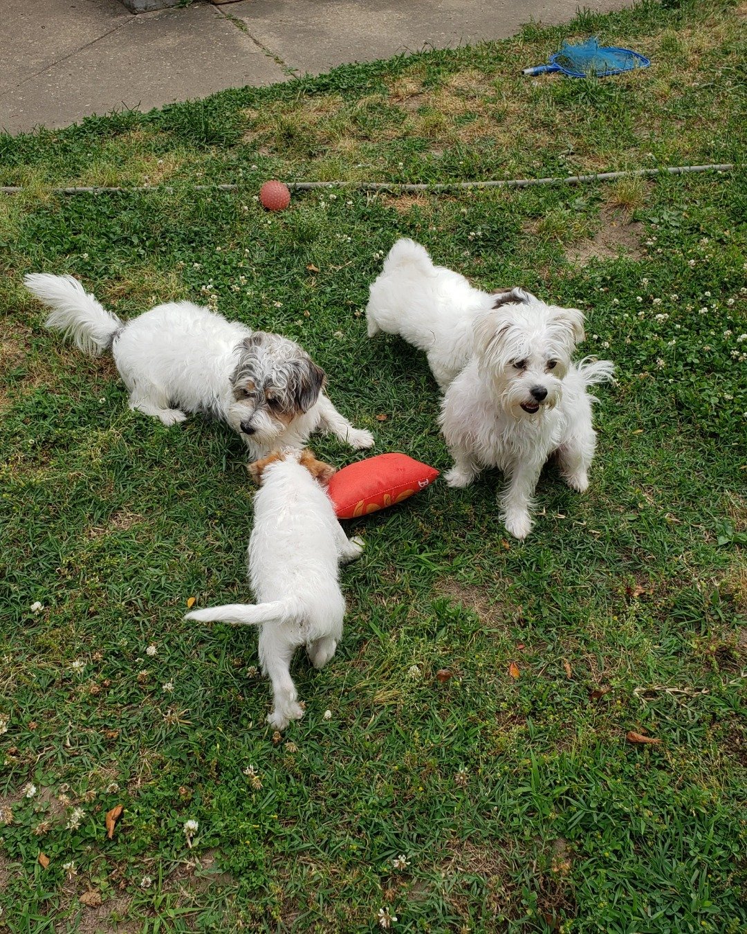 yogi!. Grass, Plant, Dog, Puppy, Ball, Football