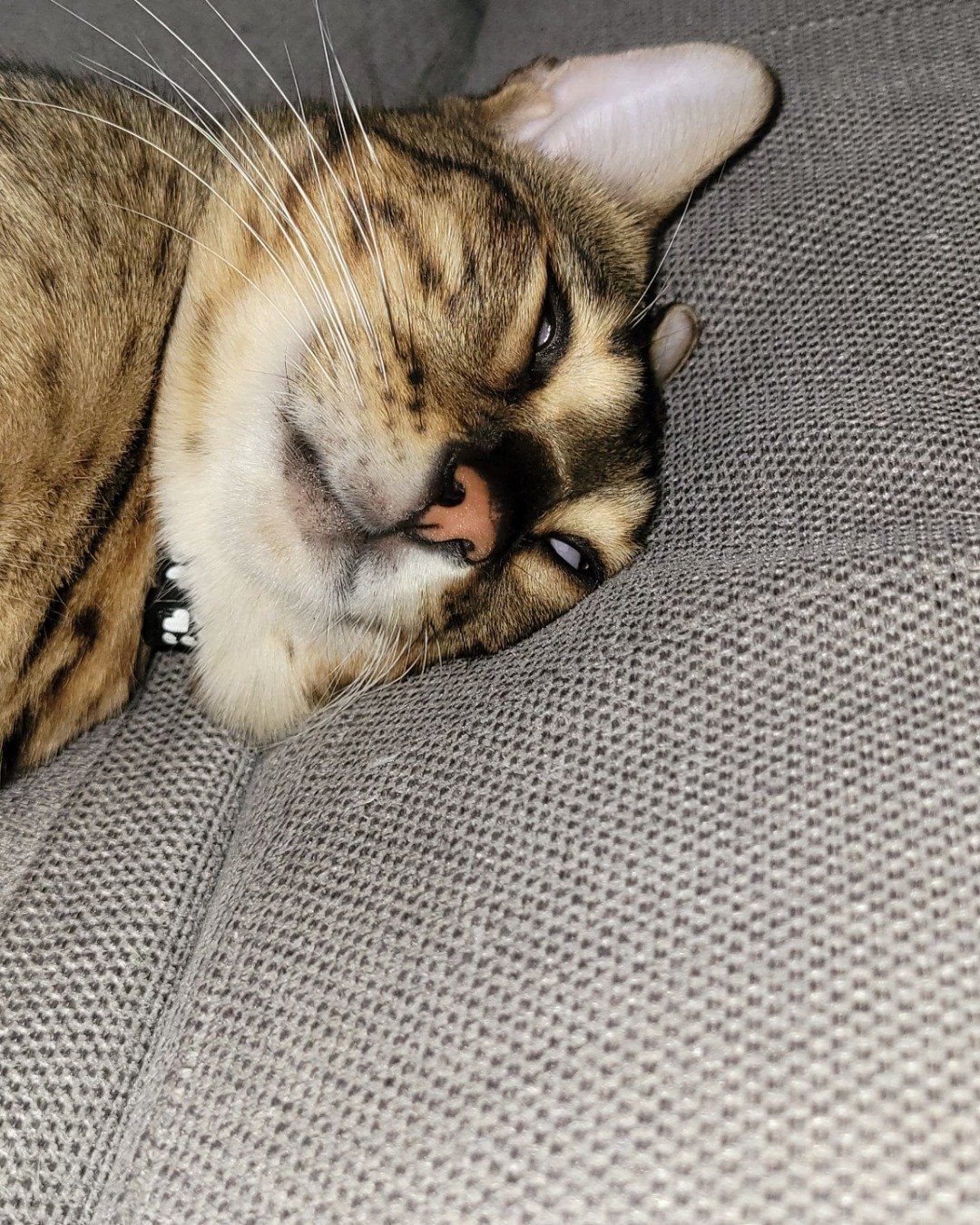 rocky the savanna. Cat, Couch, Furniture