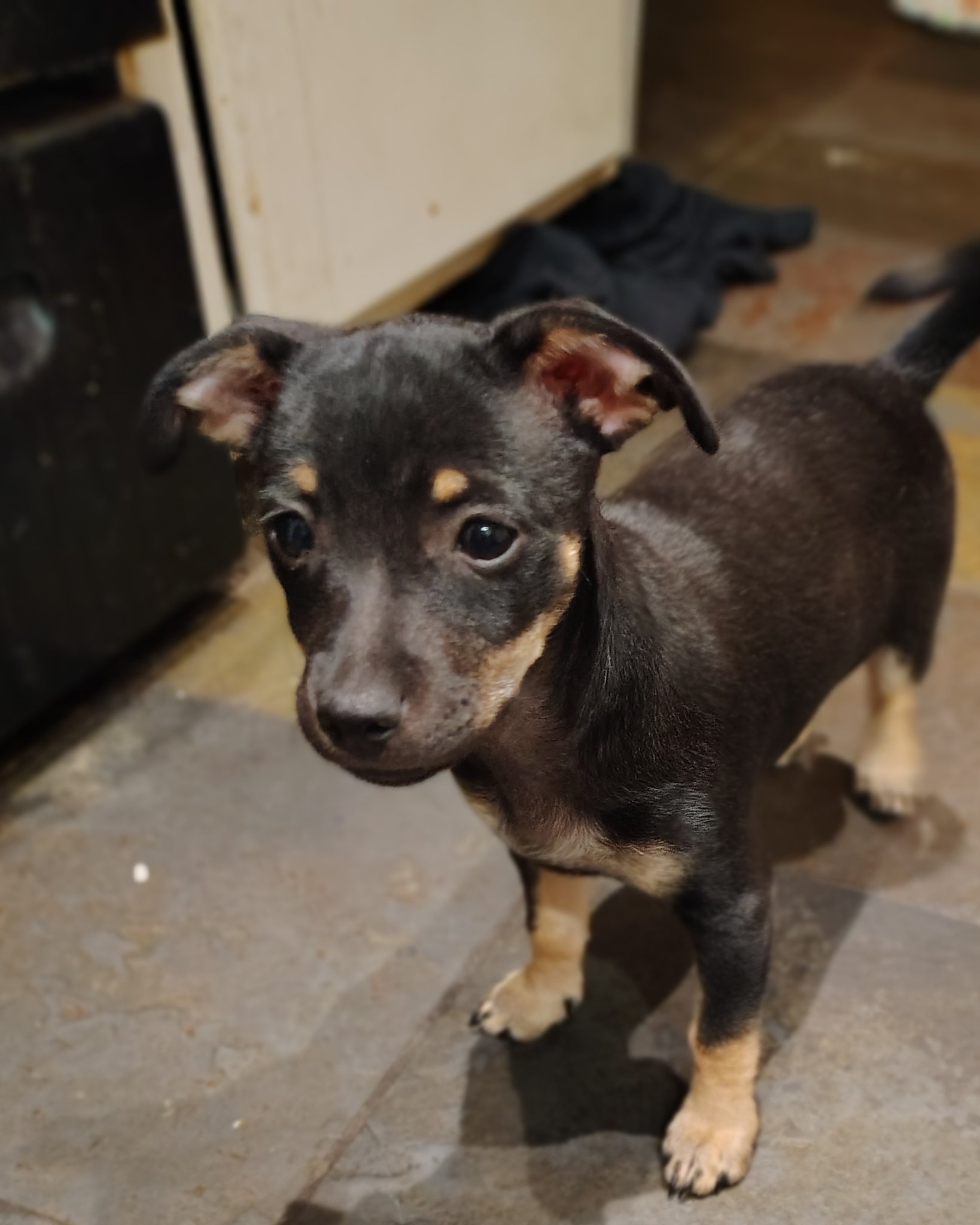 roxy the mini pin. Dog, Puppy, Chihuahua