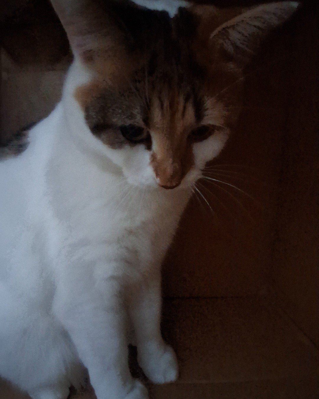 Callie the Calico maincoon. Cat, Kitten