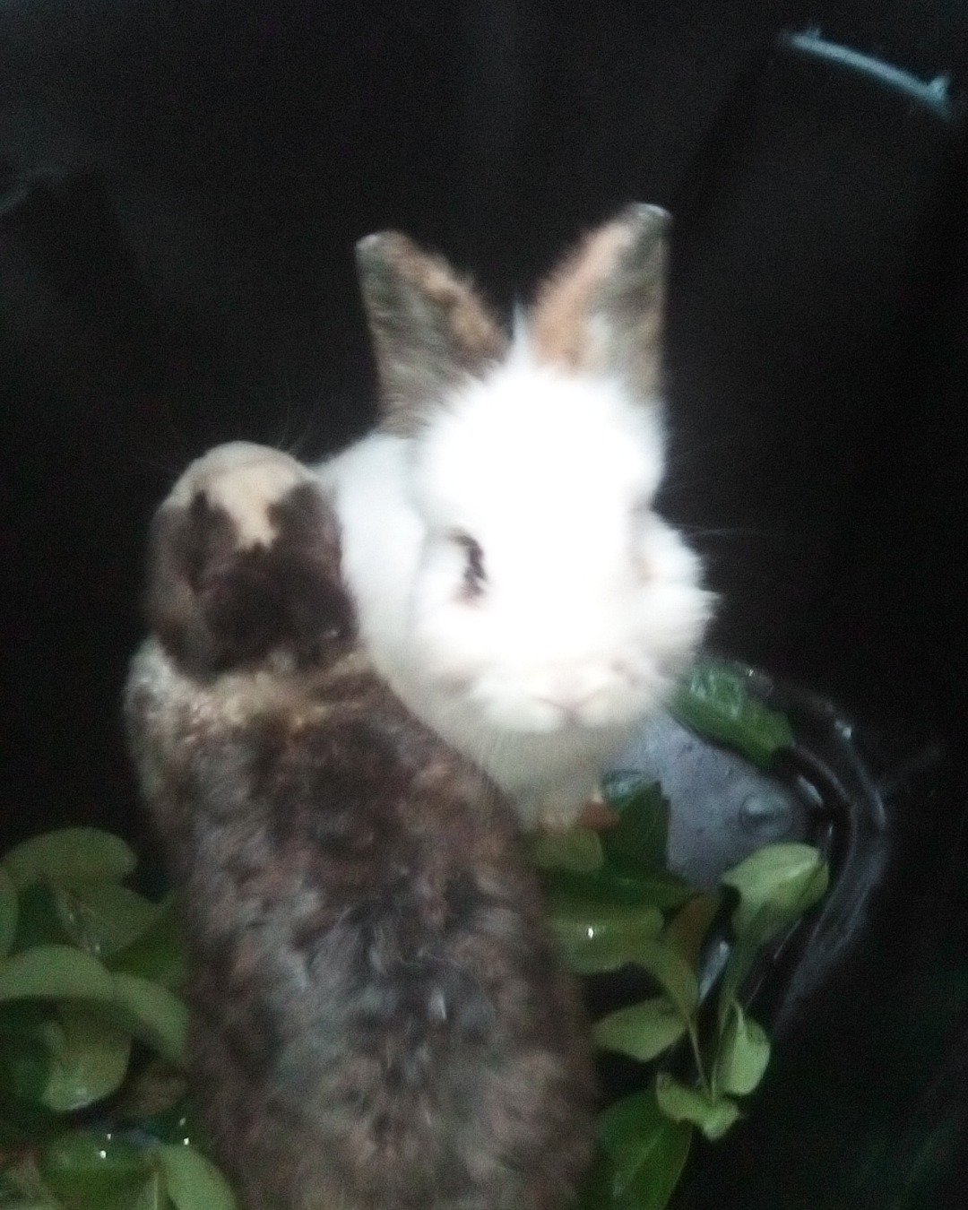 stormy and Lola bunny. Hare, Rodent, Rabbit, Cat, Bird, Chicken