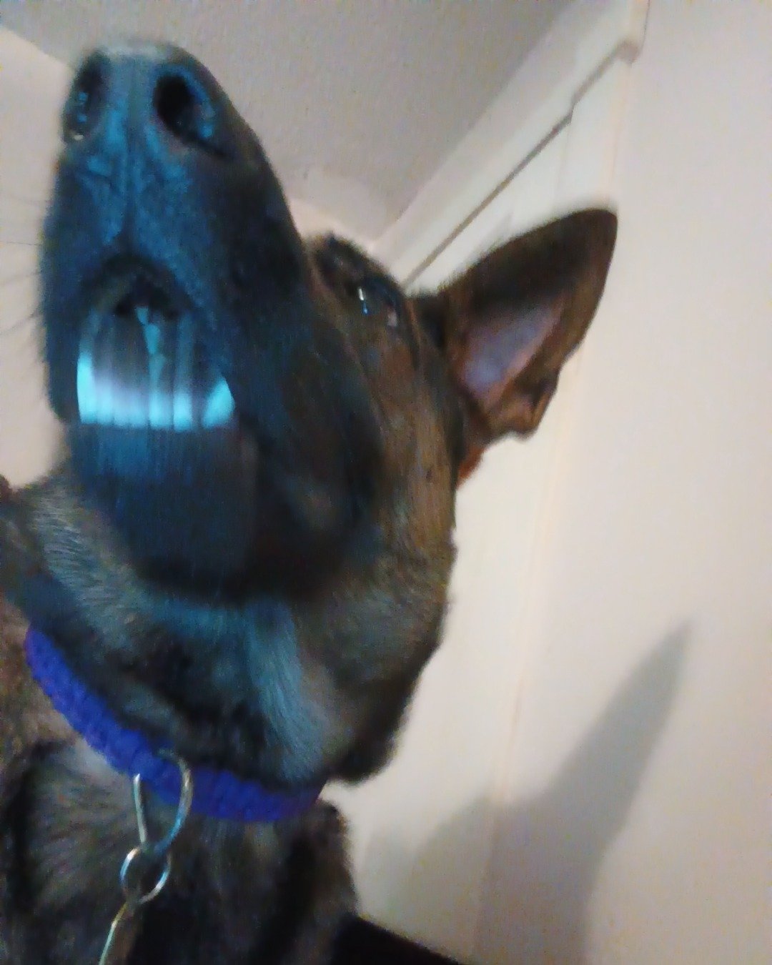 Amelia the German shepherd bagingwallingwall. Dog, Puppy, German Shepherd