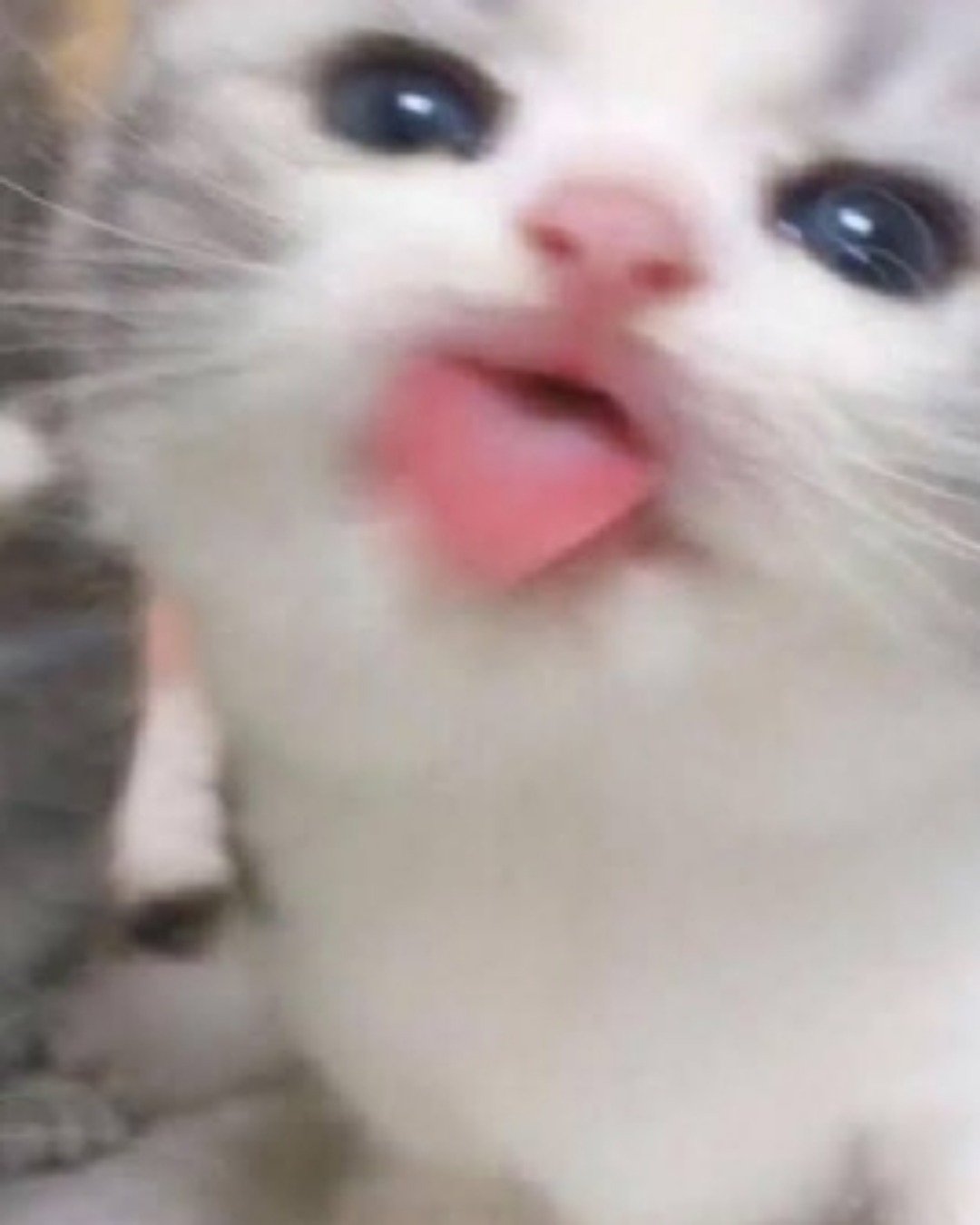 Shelter cats. Cat, Kitten, Body Part, Mouth, Person