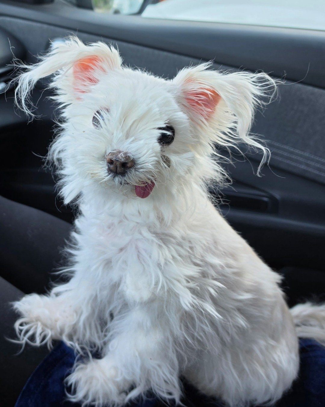 Liberty the Maltese Yorkie mix. Dog, Puppy, White Dog