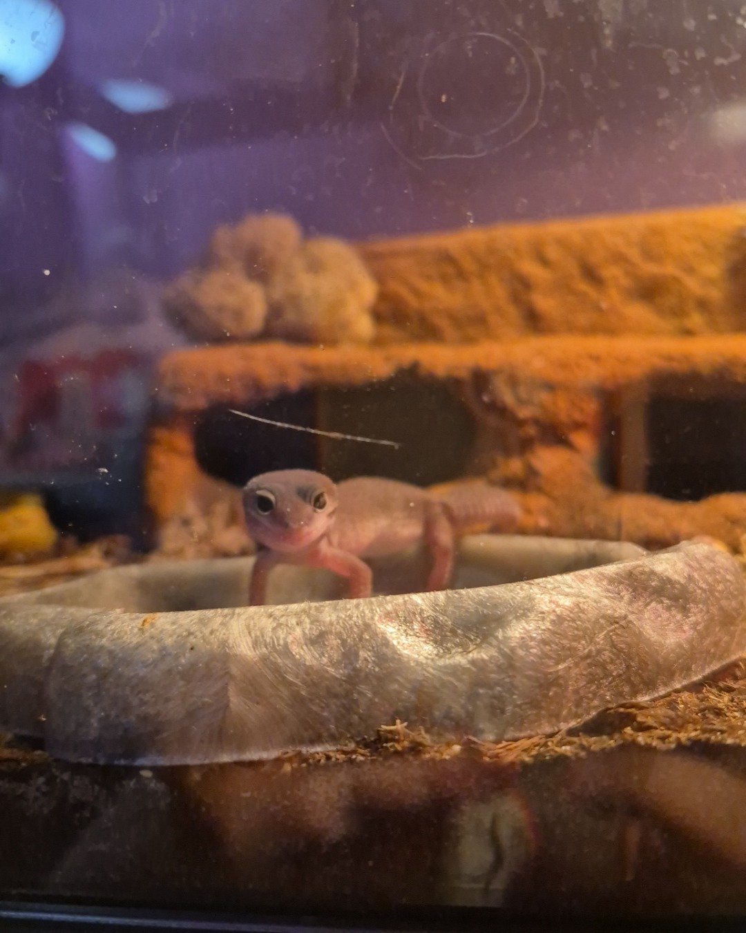 crystal the blizzard lepord gecko. Gecko, Lizard, Reptile