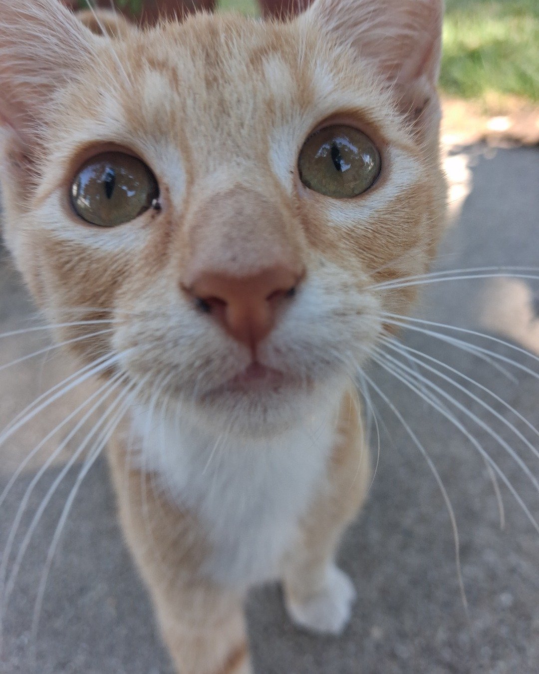 Shawn the orange tabby. Abyssinian, Cat, Kitten