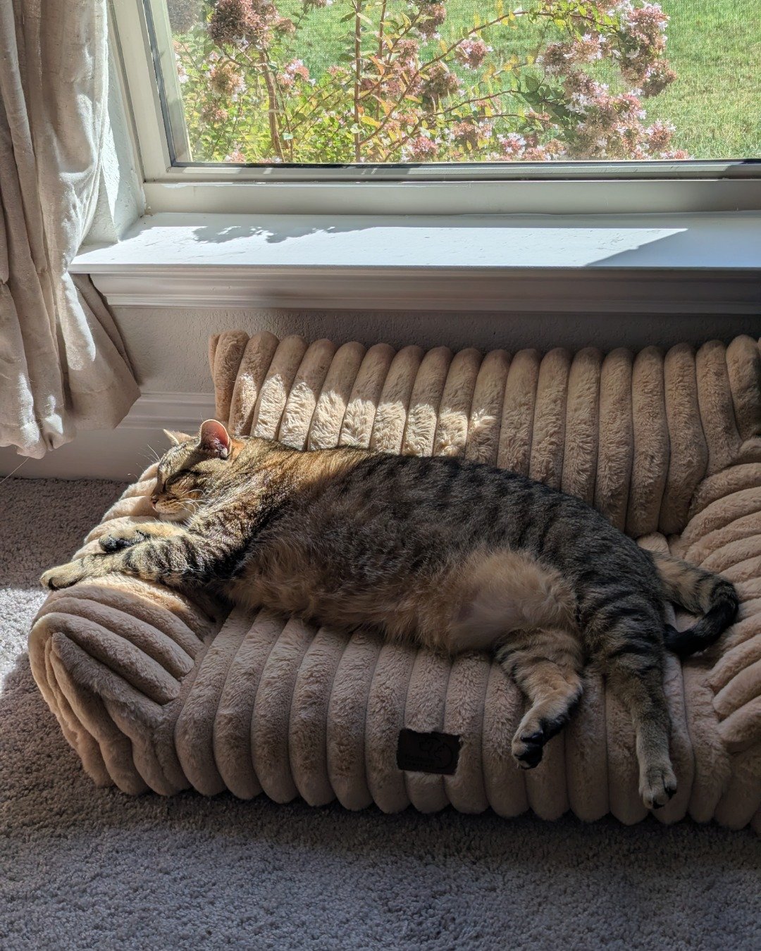 Cheddar Biscuit the Brown Tabby Shorthair. Couch, Furniture, Cat, Window