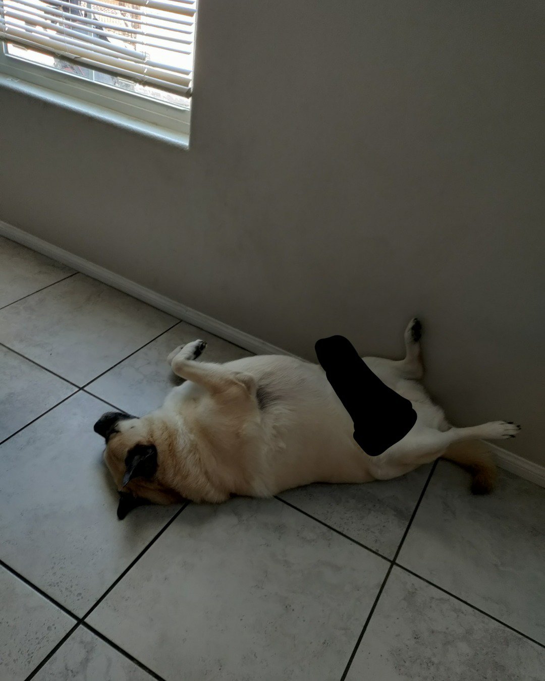 Maui the mix of pug and  huski. Floor, Flooring, Clothing, Hosiery, Sock, Dog