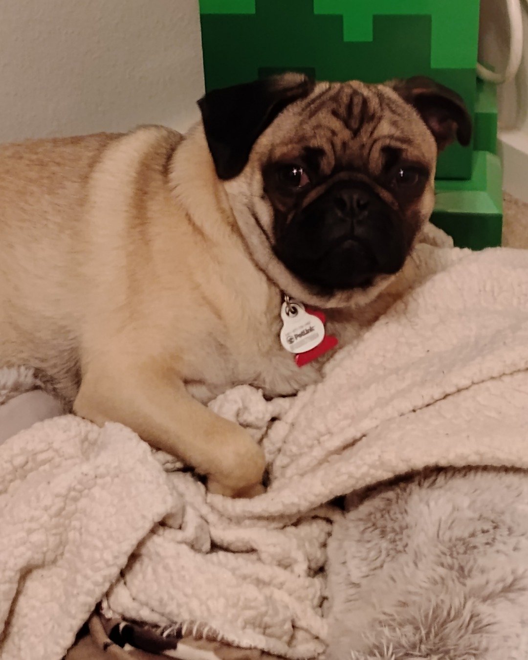 chwy the pug. Blanket, Dog, Pug