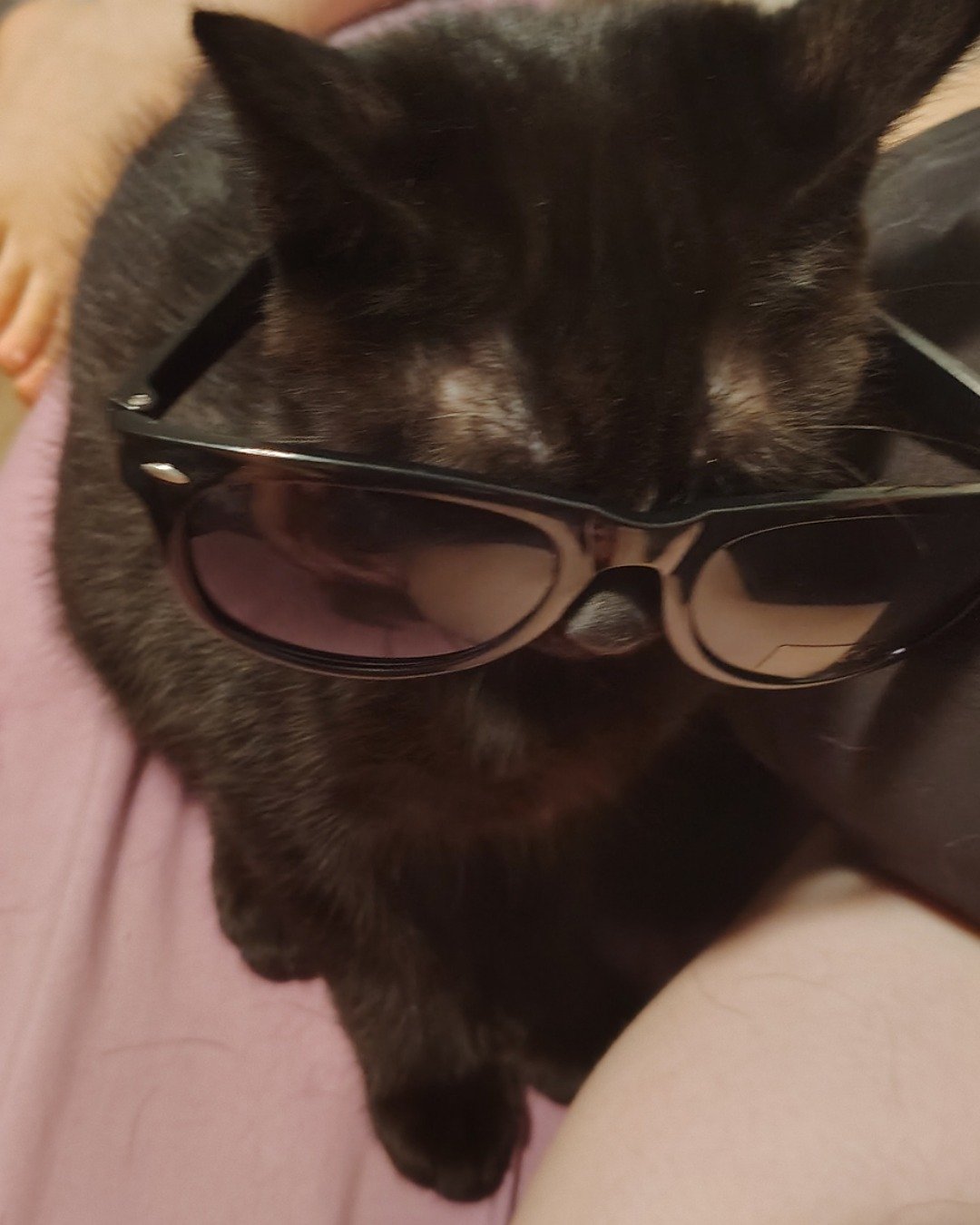 midnight. Accessories, Glasses, Sunglasses, Cat