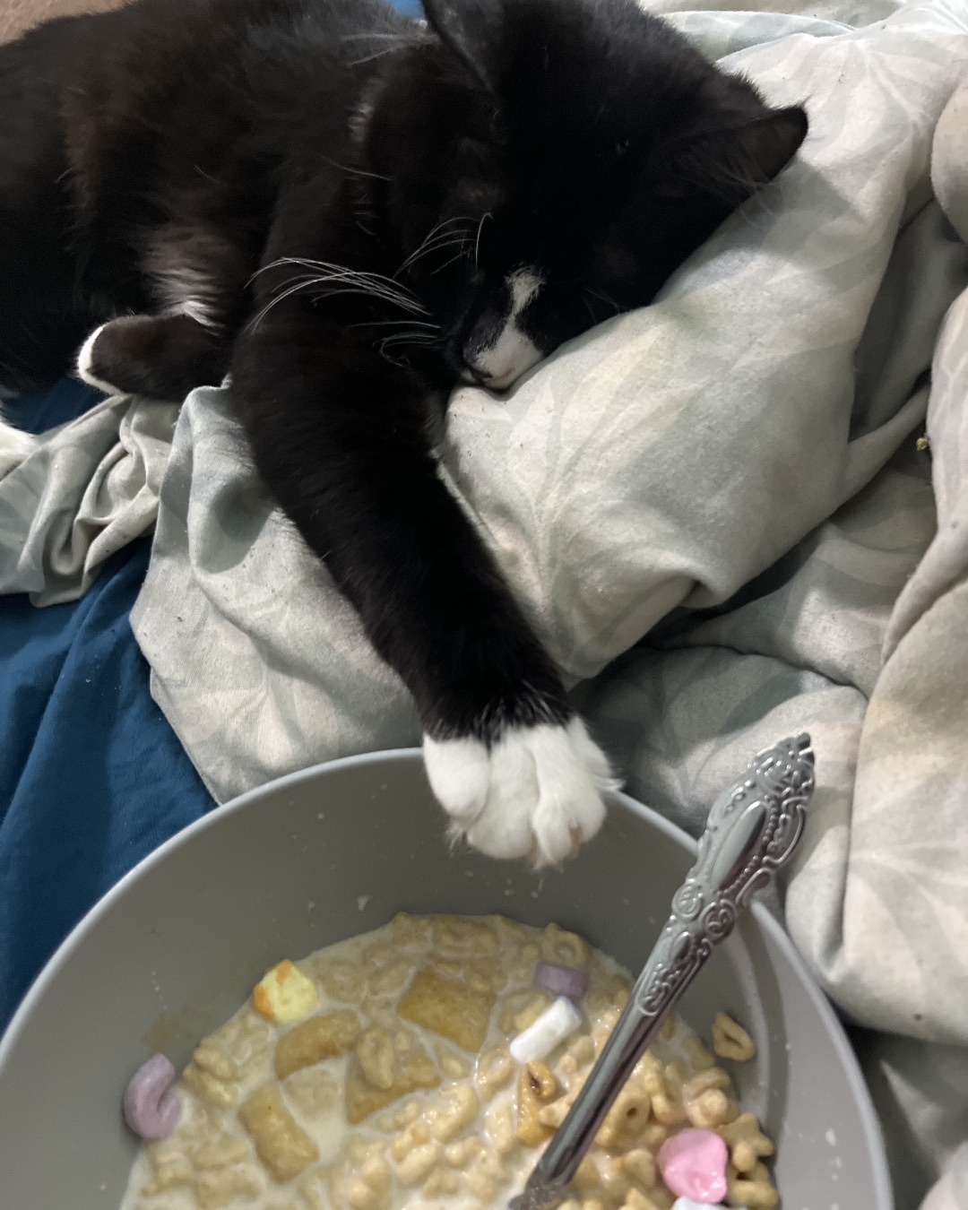 Oliver Bean. Bowl, Cutlery, Spoon, Cat
