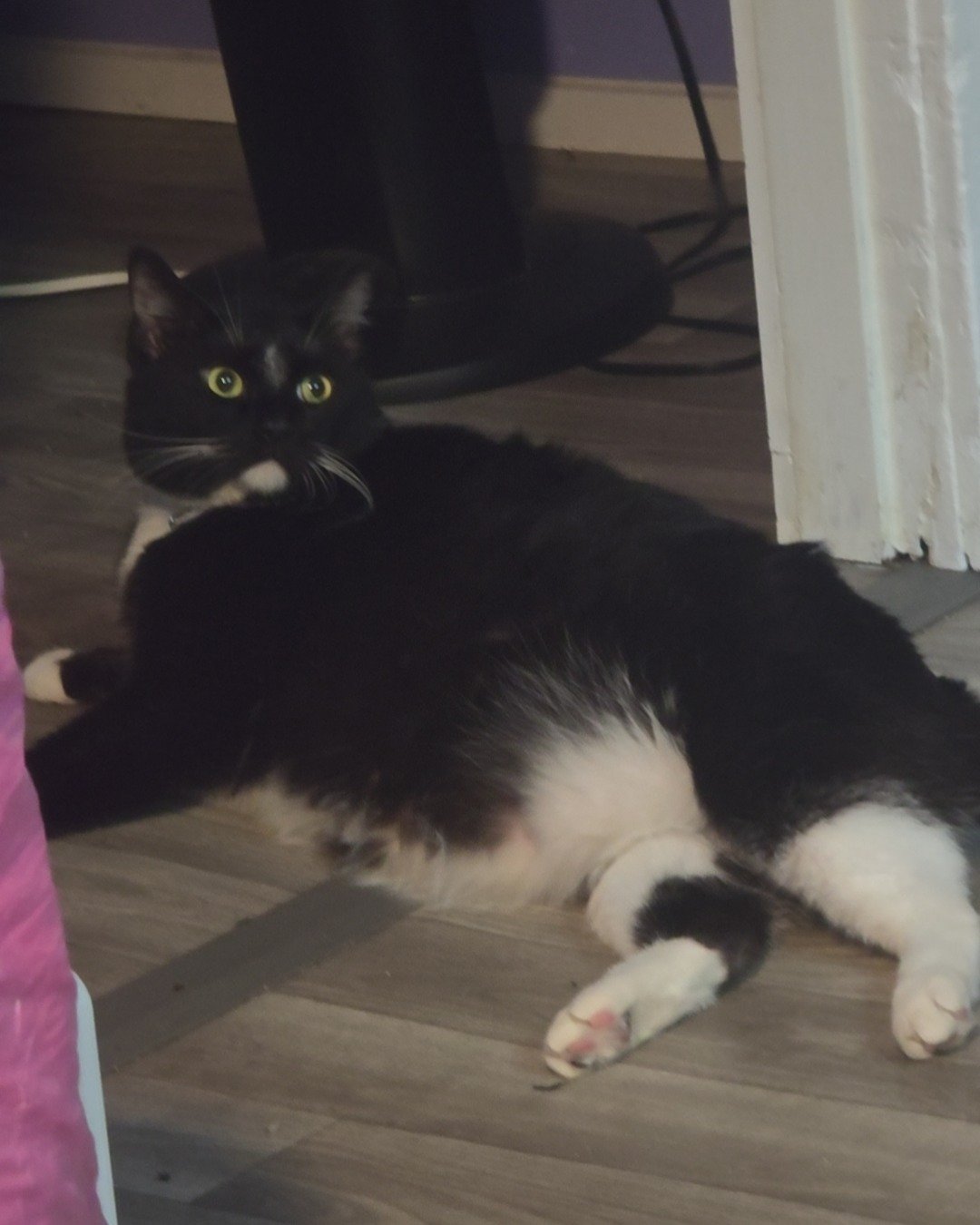 Mr.Pickles the Tuxedo cat. Cat, Manx, Wood, Floor, Flooring