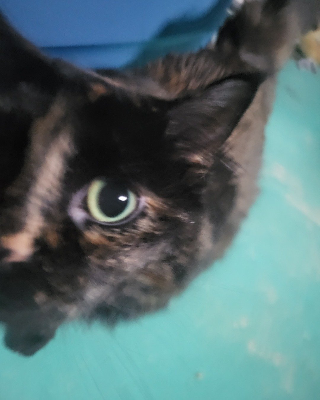 skeleton the calico. Cat, Kitten