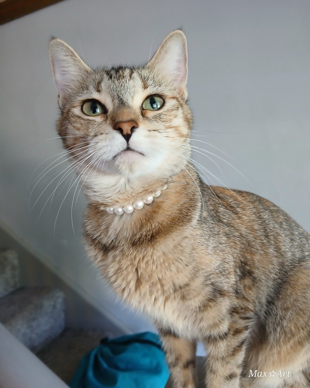 Vanilla Bean Von schweetz the Unknown. Abyssinian, Cat