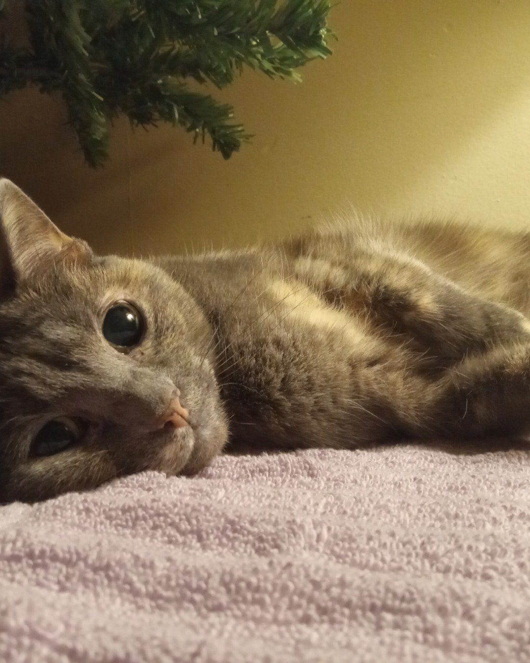 Jac the Tortoise shell. Plant, Potted Plant, Cat, Kitten, Tree