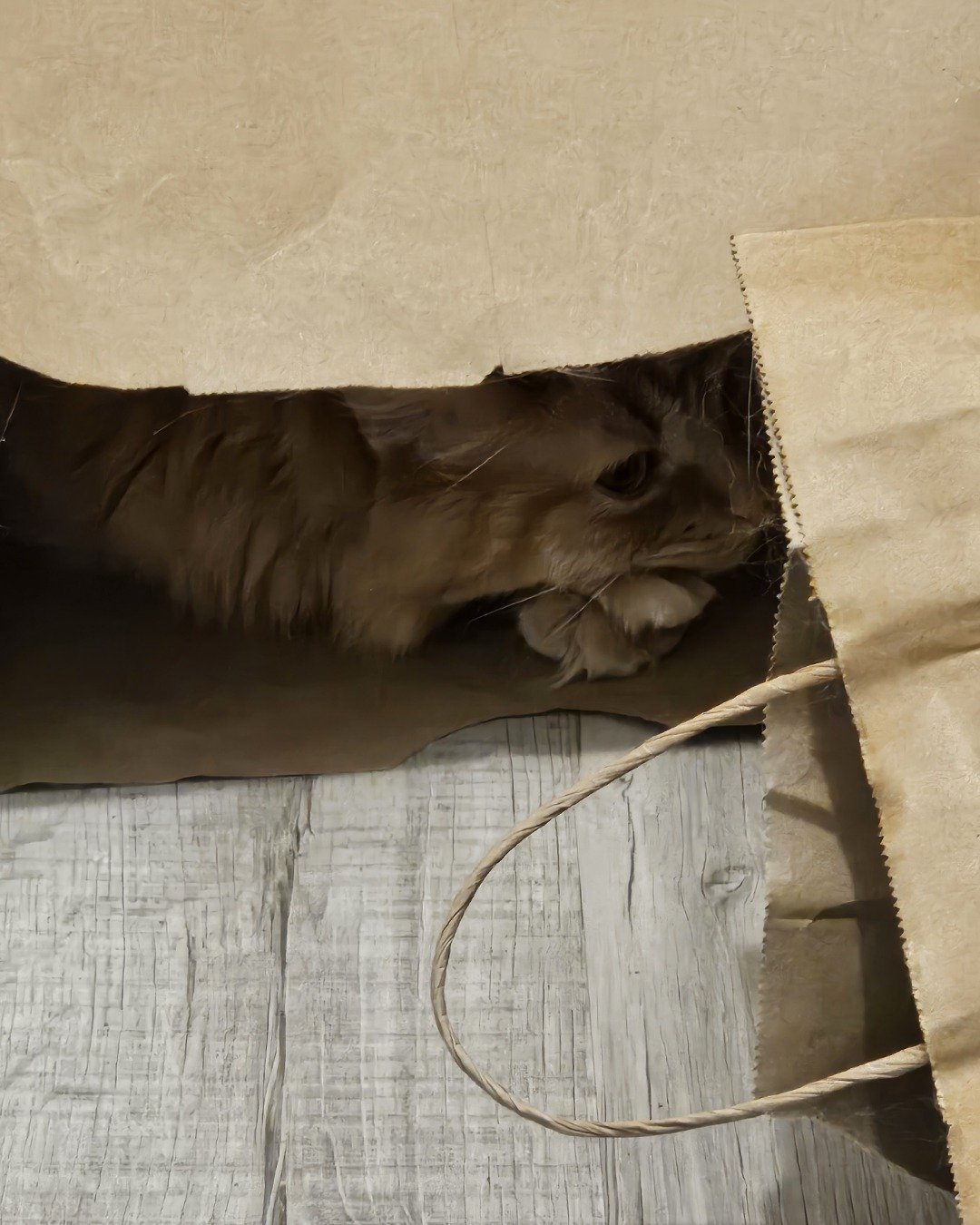 Smudge ( Orange ) And Marshmallow ( White ). Bag, Cat, Box