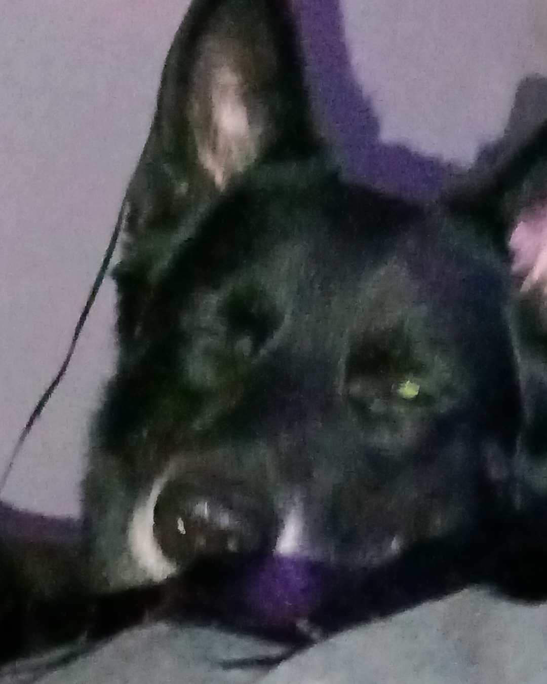 Niko. Dog, Husky, Puppy, German Shepherd, Cat