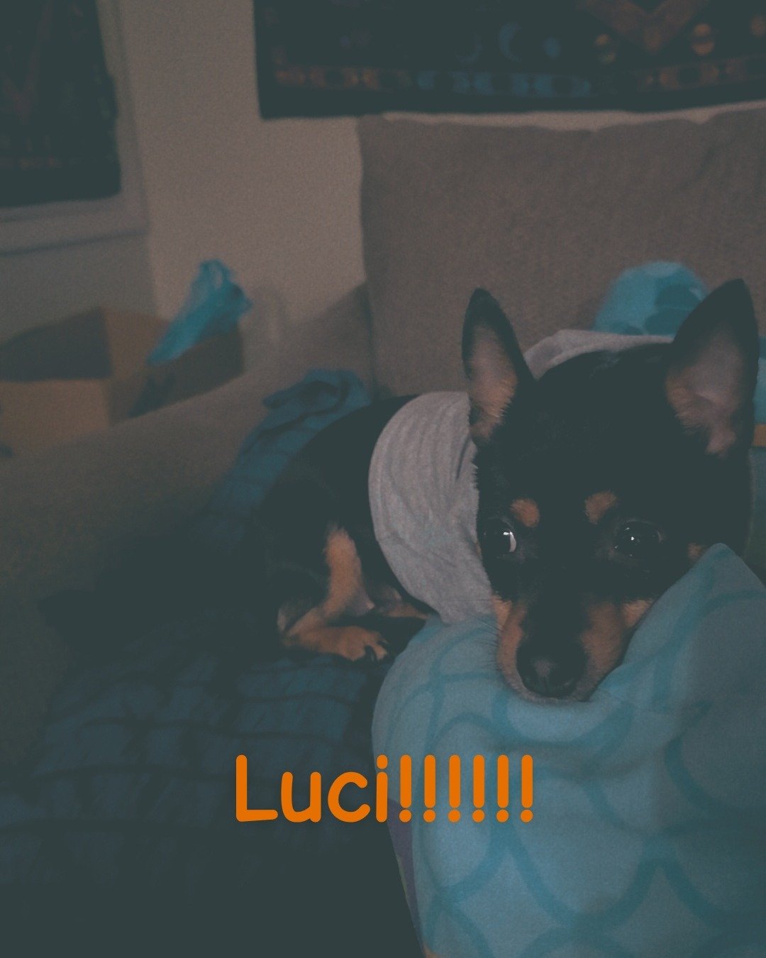 Luci the terrier mix. Couch, Furniture, Dog, Puppy, Cushion, Home Decor