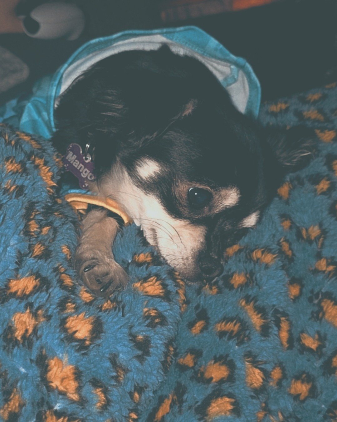 Mango 🥭 the Chihuahua. Blanket, Dog, Puppy