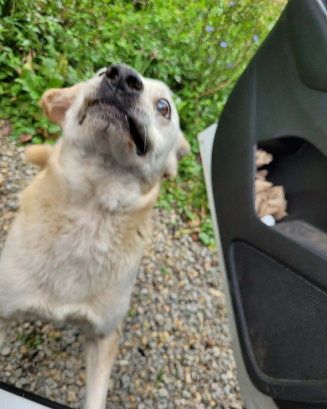 butterscotch the mutt. Dog, Transportation, Vehicle
