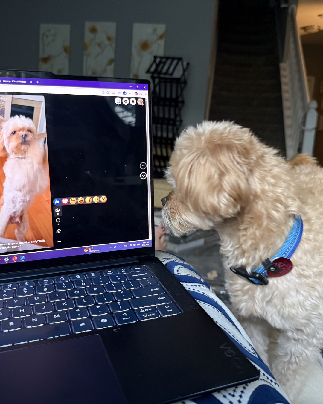Chewie the Peekapoo. Computer, Electronics, Laptop, Pc, Dog, Puppy