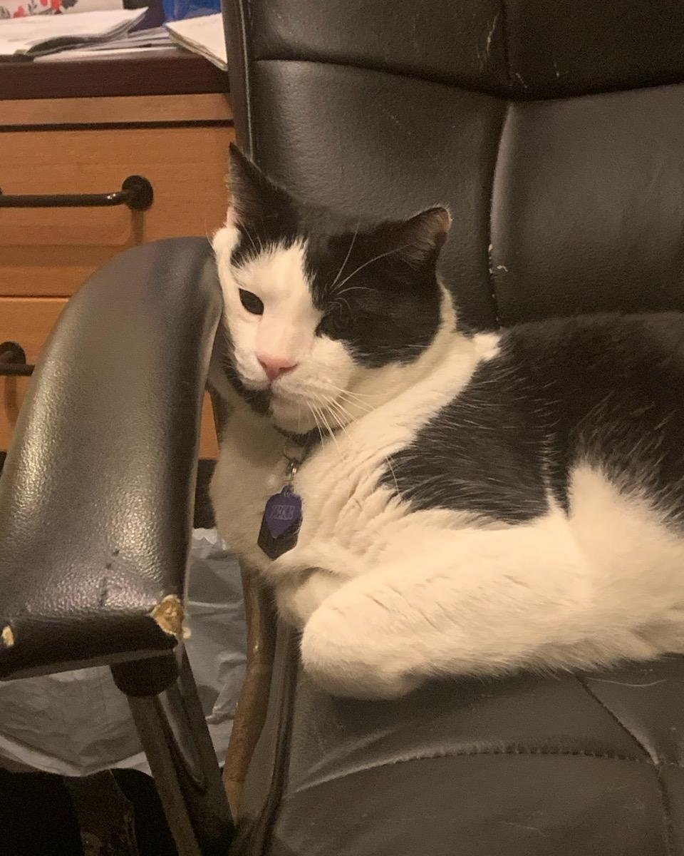 Zeke the Tuxedo. Furniture, Chair, Cat, Mace Club, Weapon