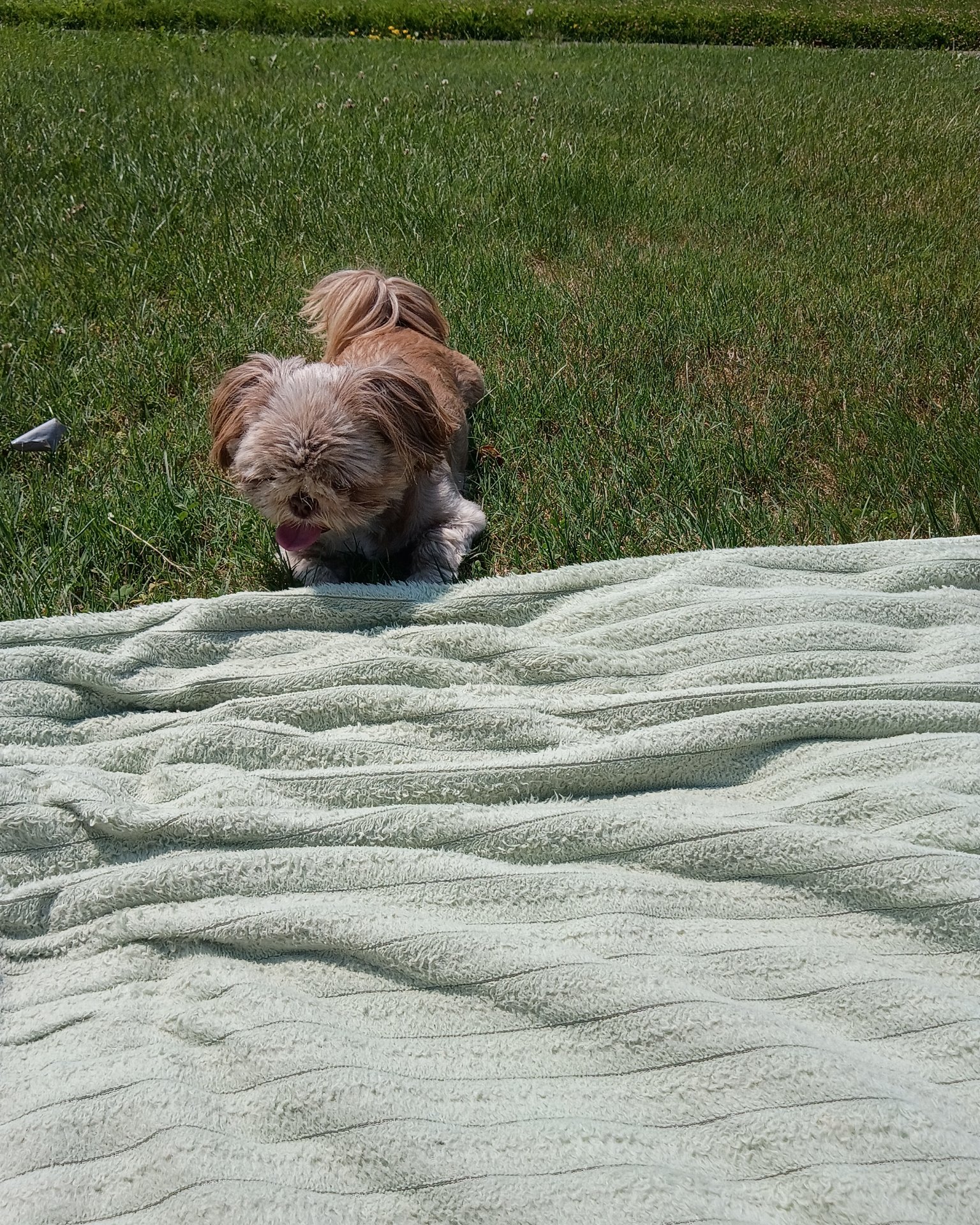 Elsa. Grass, Plant, Dog, Puppy, Blanket, Lawn