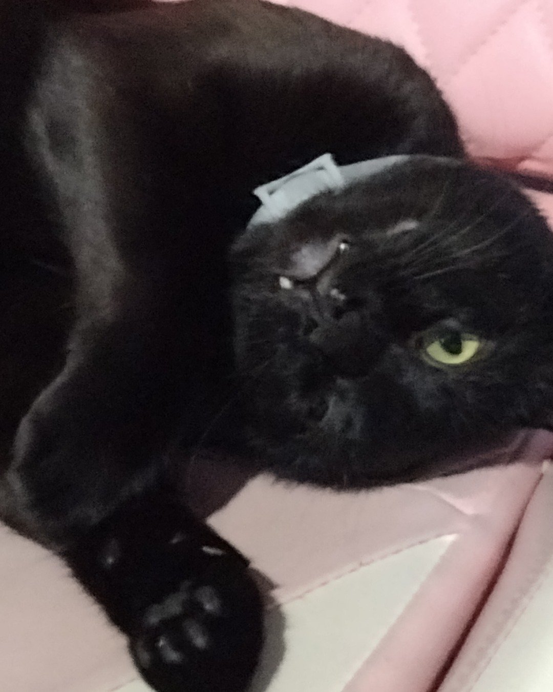 Void. Black Cat, Cat