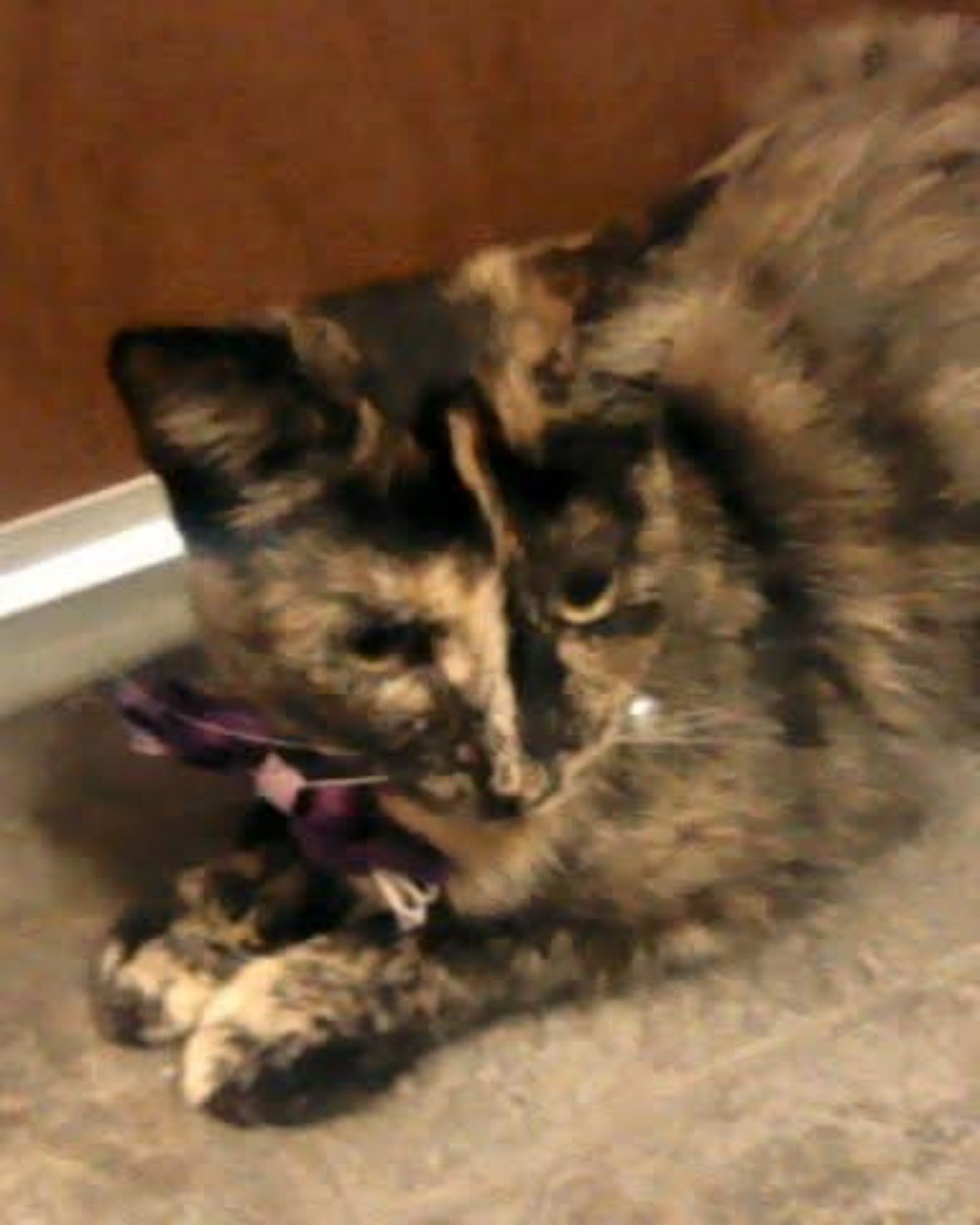 Gizmo. Dog, Cat, Kitten