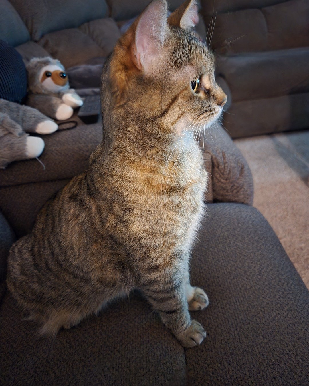 Lucy the tabby. Couch, Furniture, Abyssinian, Cat