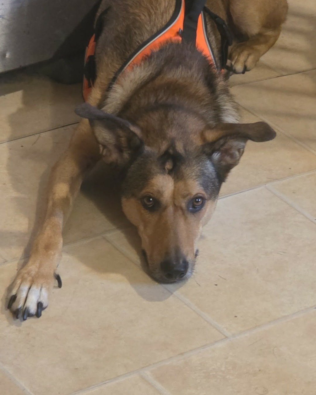 Bosco Stix the Super Mutt. Dog, Husky, German Shepherd