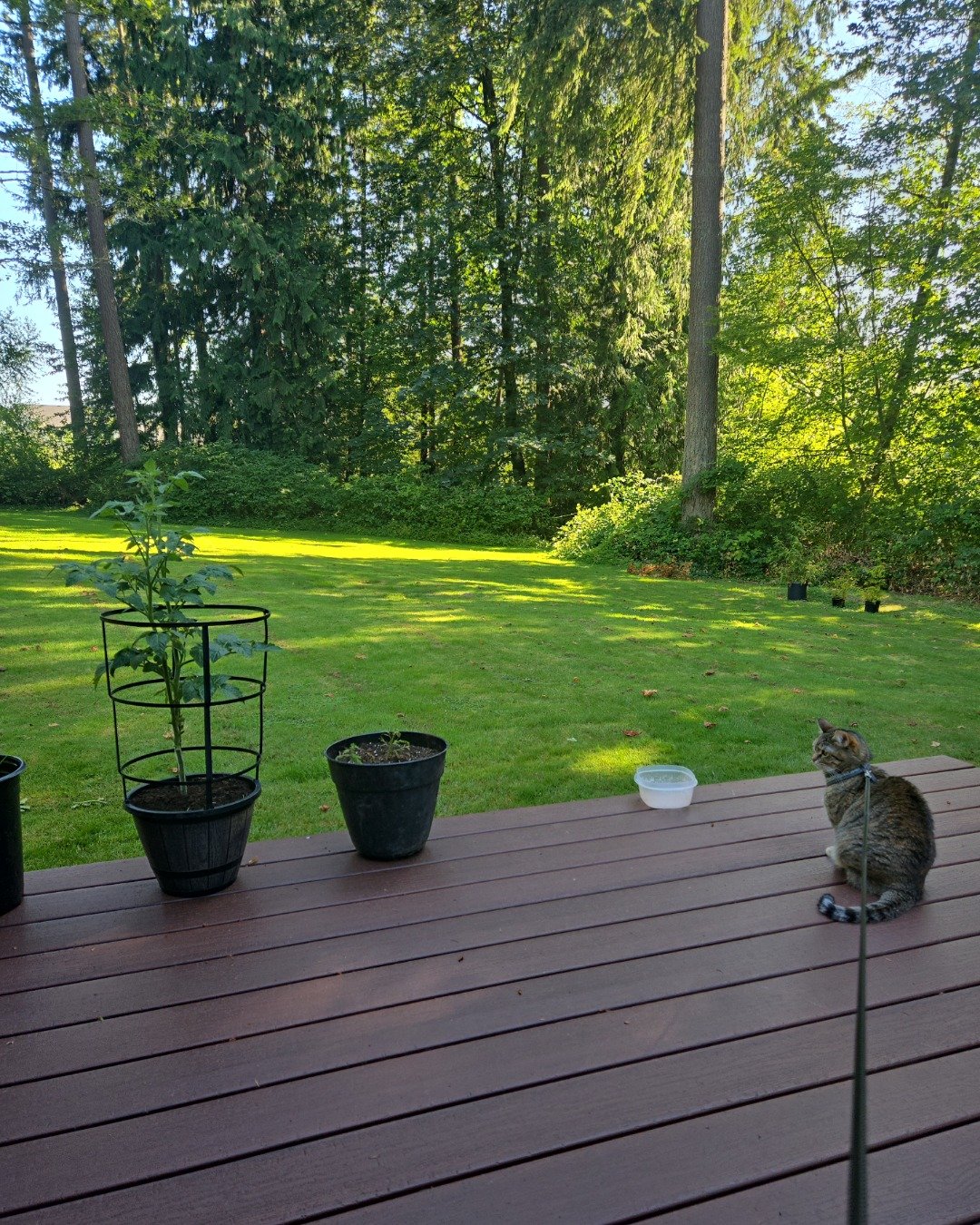 Lucy the tabby. Jar, Plant, Planter, Potted Plant, Pottery, Vase