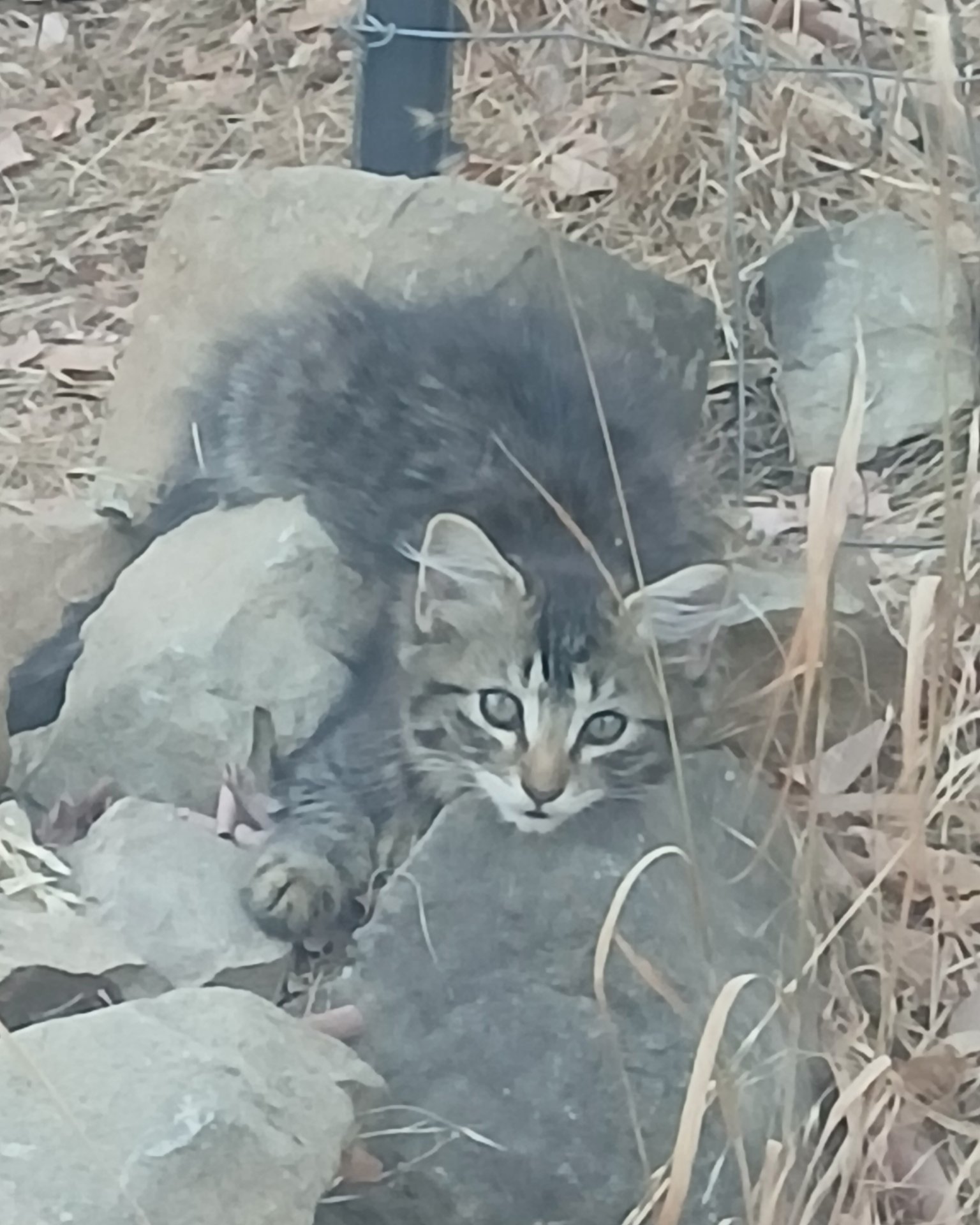 Baby Girl and Batgirl. Slate, Rock, Cat, Kitten