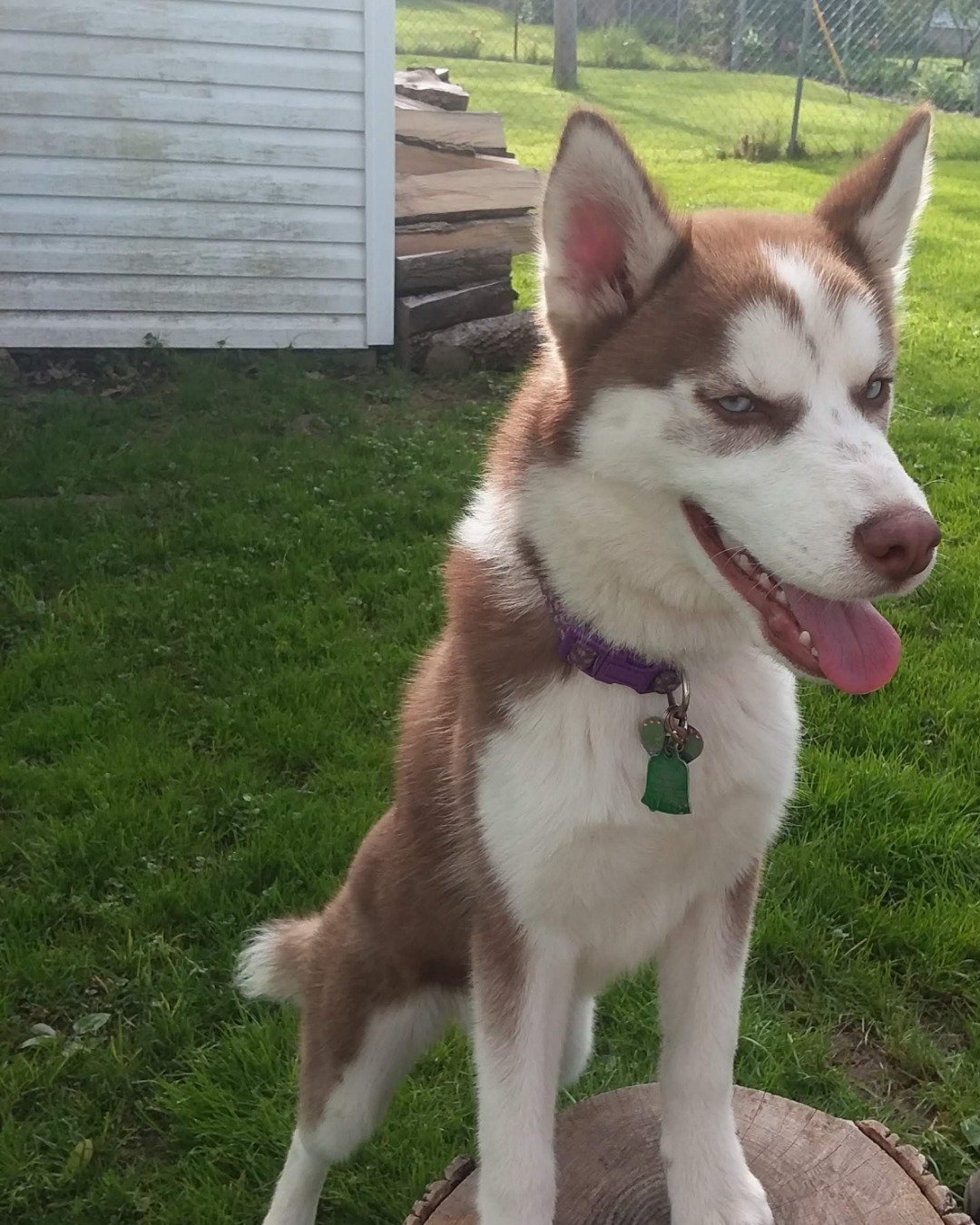 Hela Bella the Siberian Husky. Dog, Husky, Grass, Plant, Puppy, Backyard