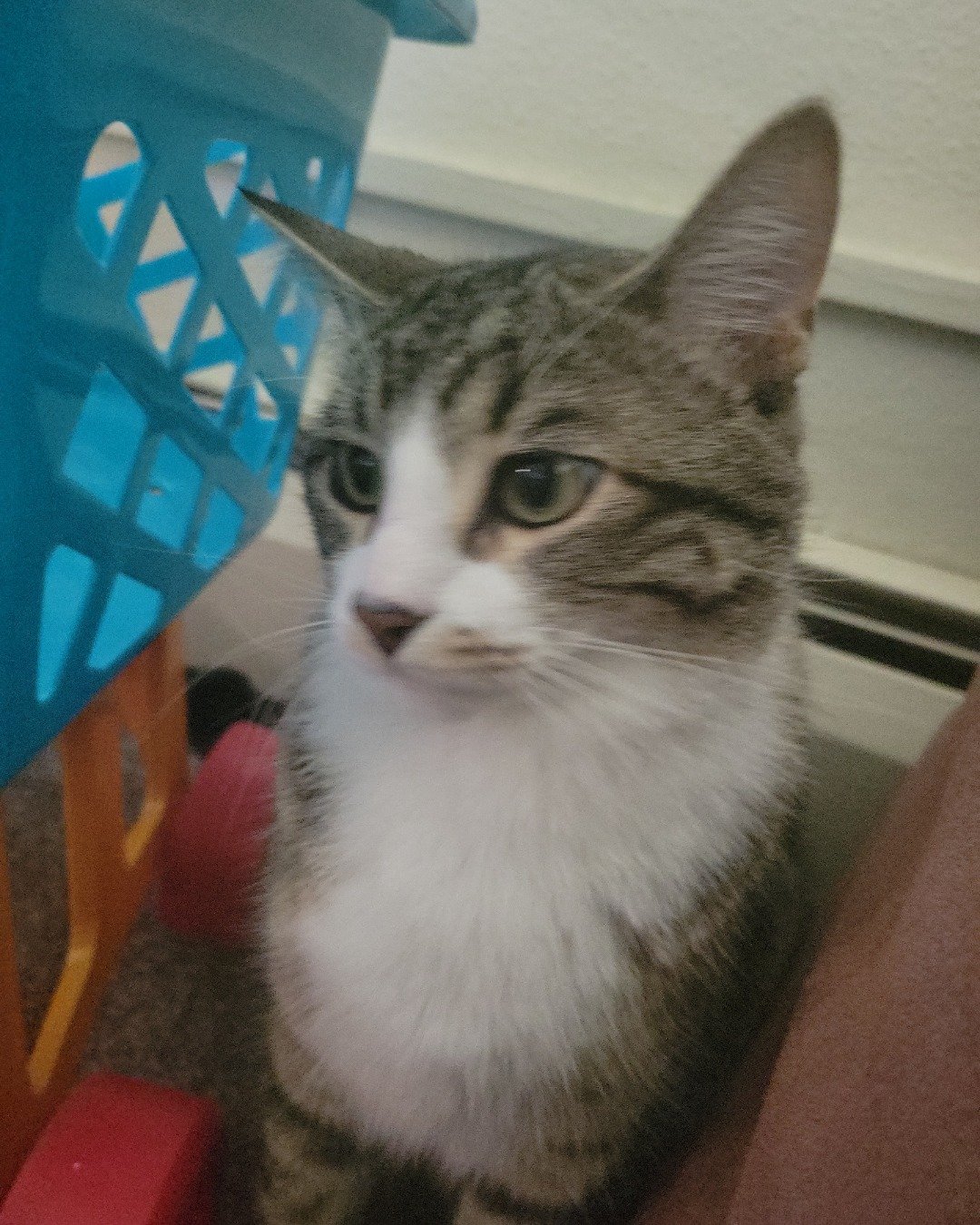 gizmo the tabby. Cat, Abyssinian, Kitten