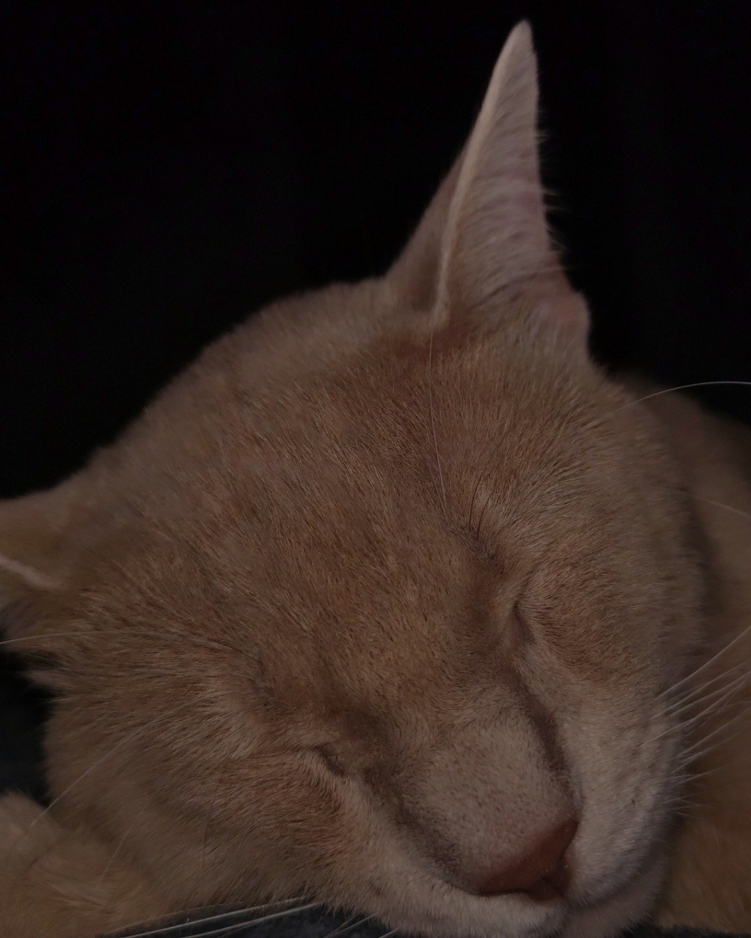 nugget the orange tabby. Cat, Abyssinian, Kitten