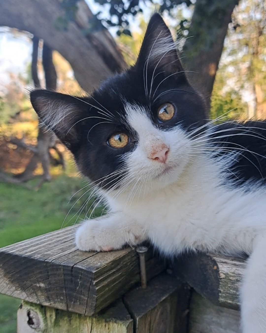 Bramble. Wood, Cat, Kitten, Plant, Tree, Grass