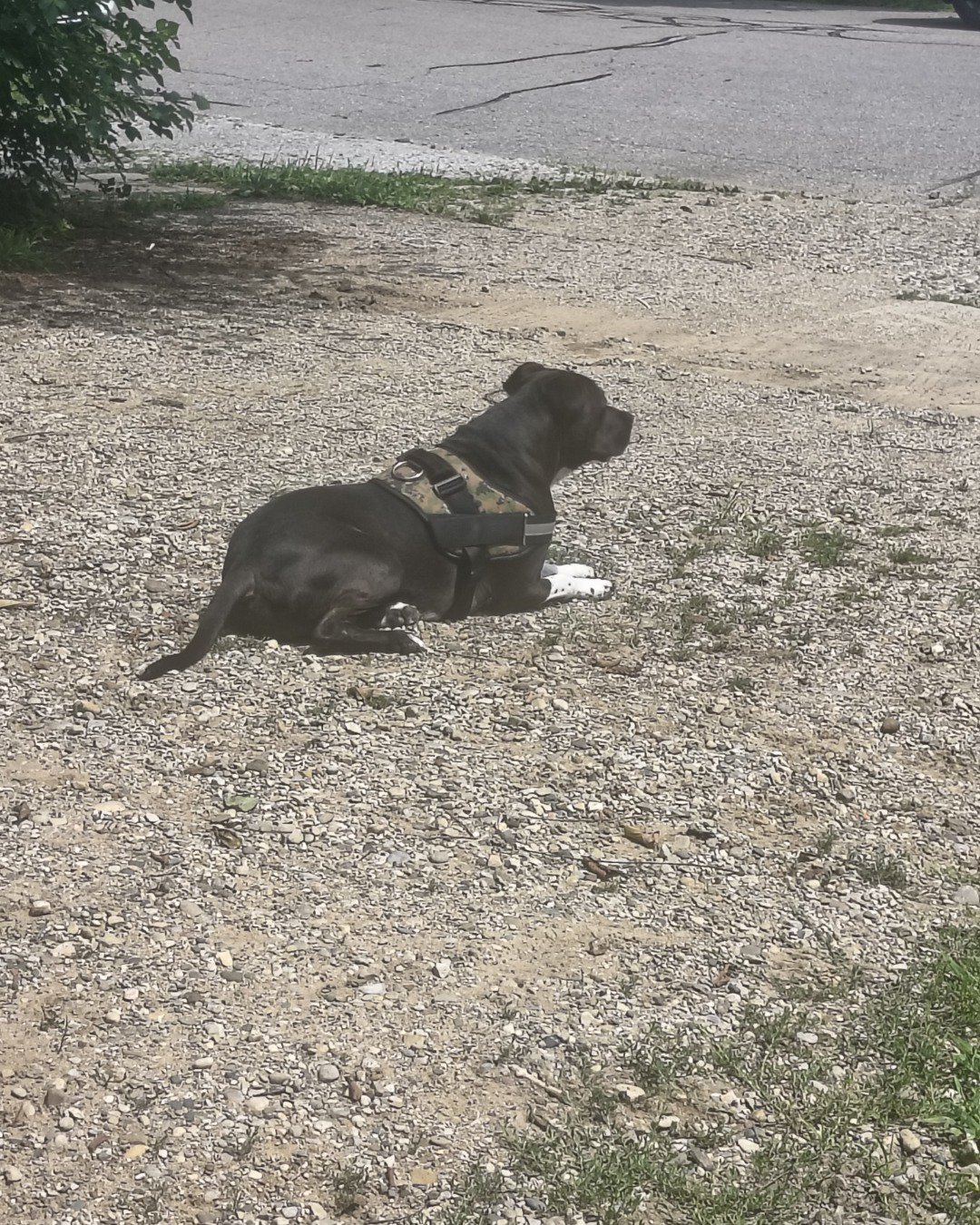 Austin boi the pittie. Dog, Soil, Grass, Plant, Vegetation, Puppy