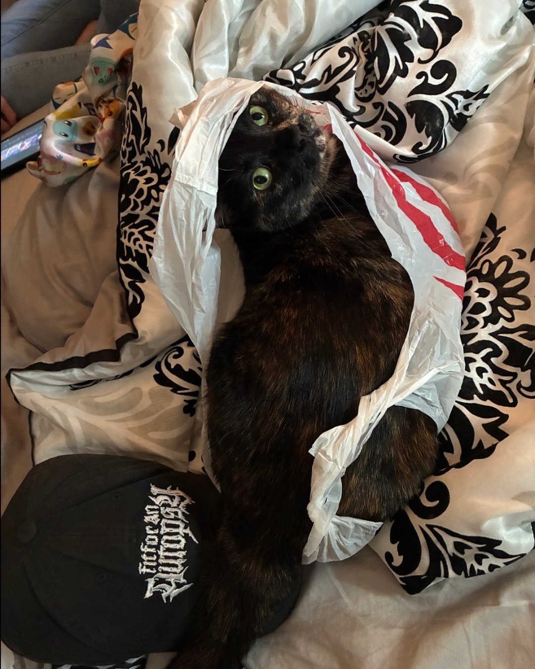 Cherry🍒. Blanket, Cat, Bag
