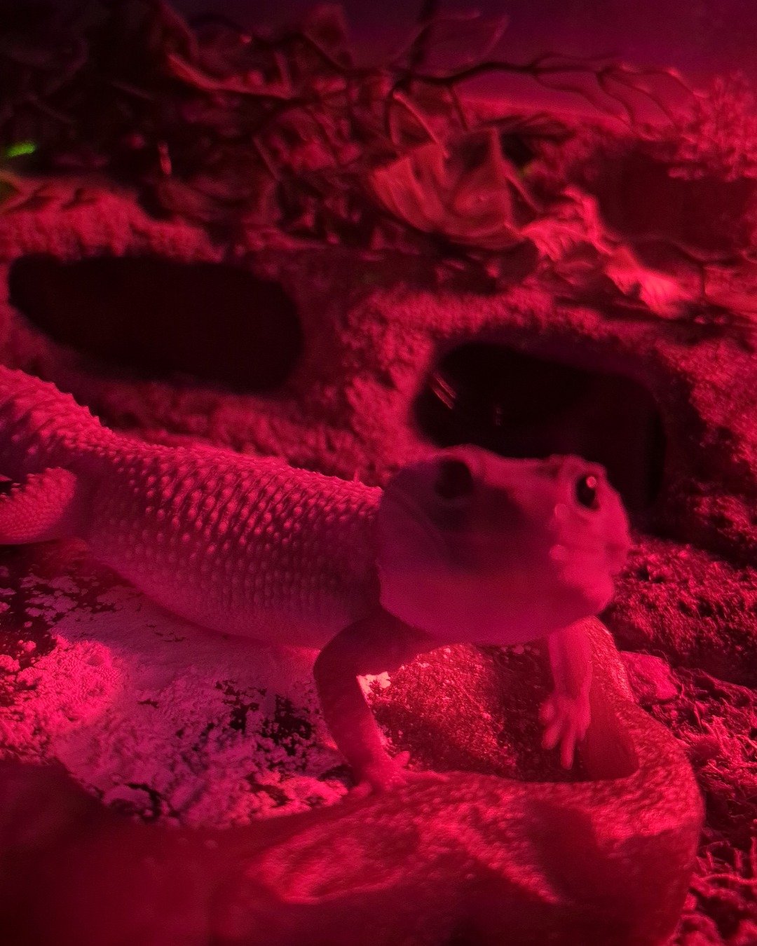 crystal the blizzard lepord gecko. Gecko, Lizard, Reptile
