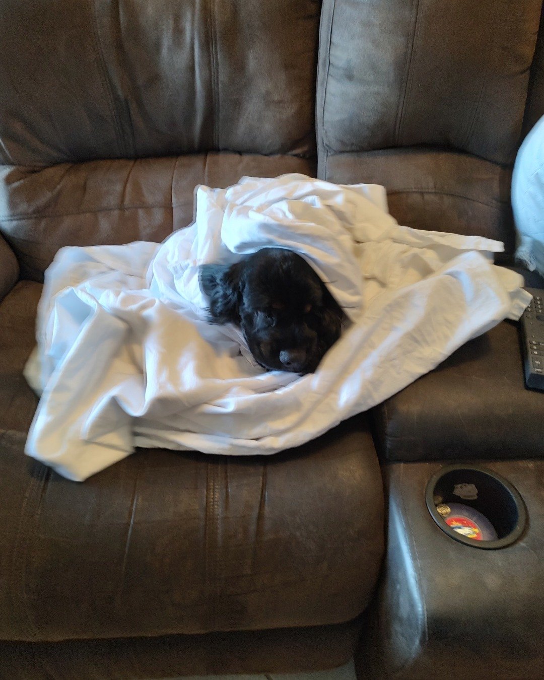 hank the cocker spaniel. Couch, Furniture, Dog, Puppy, Blanket, Cushion