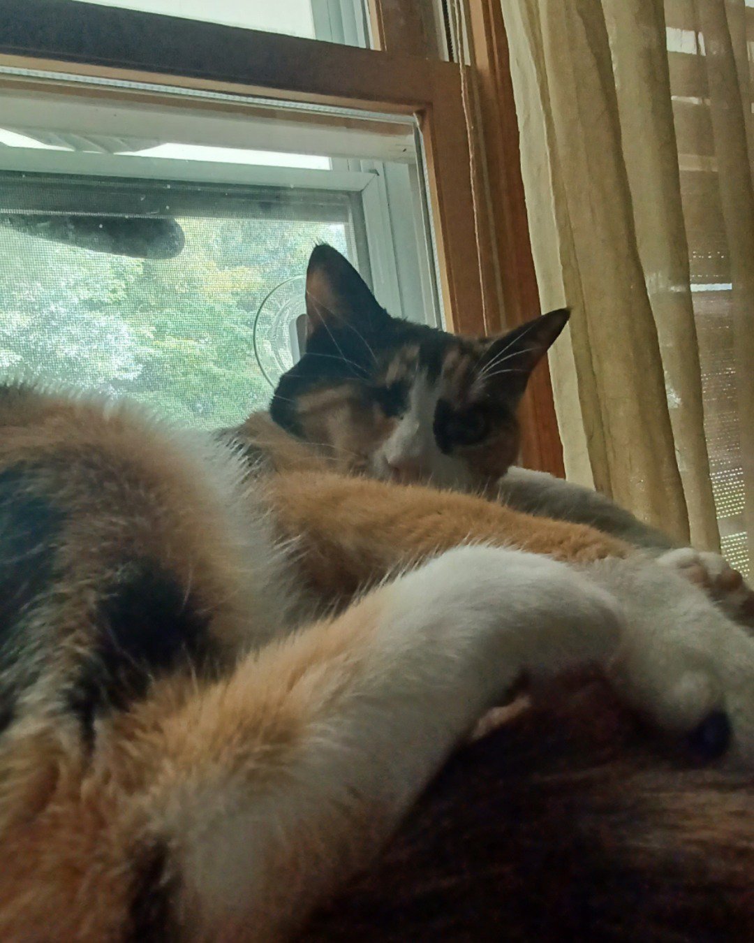 patches the calico. Cat, Kitten, Window