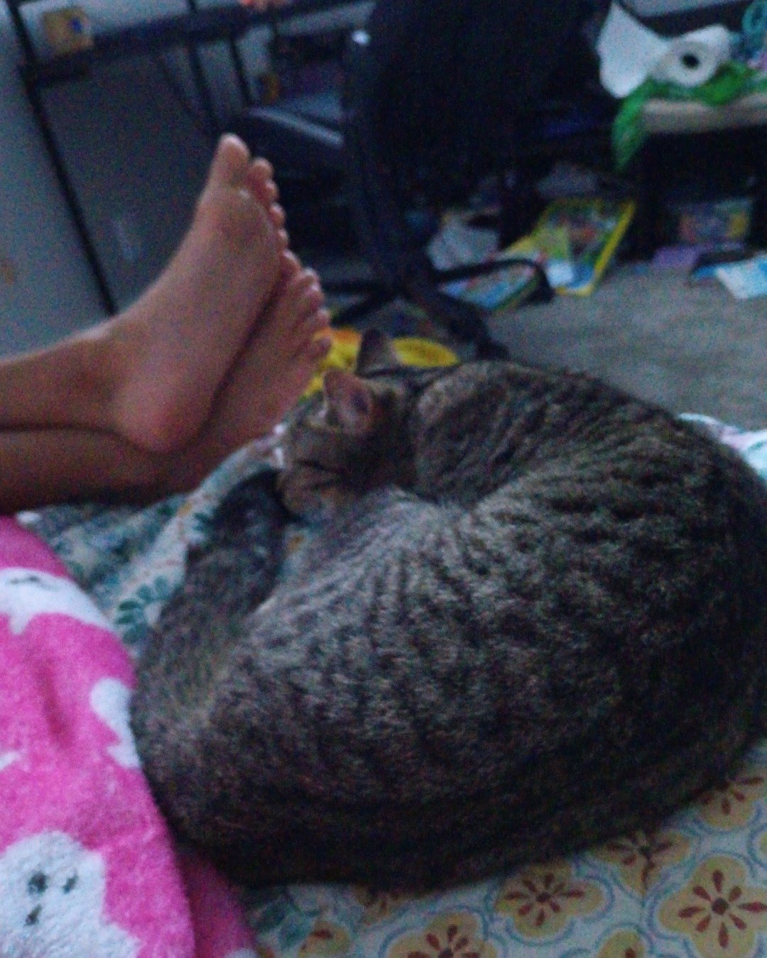 lilly. Barefoot, Person, Cat