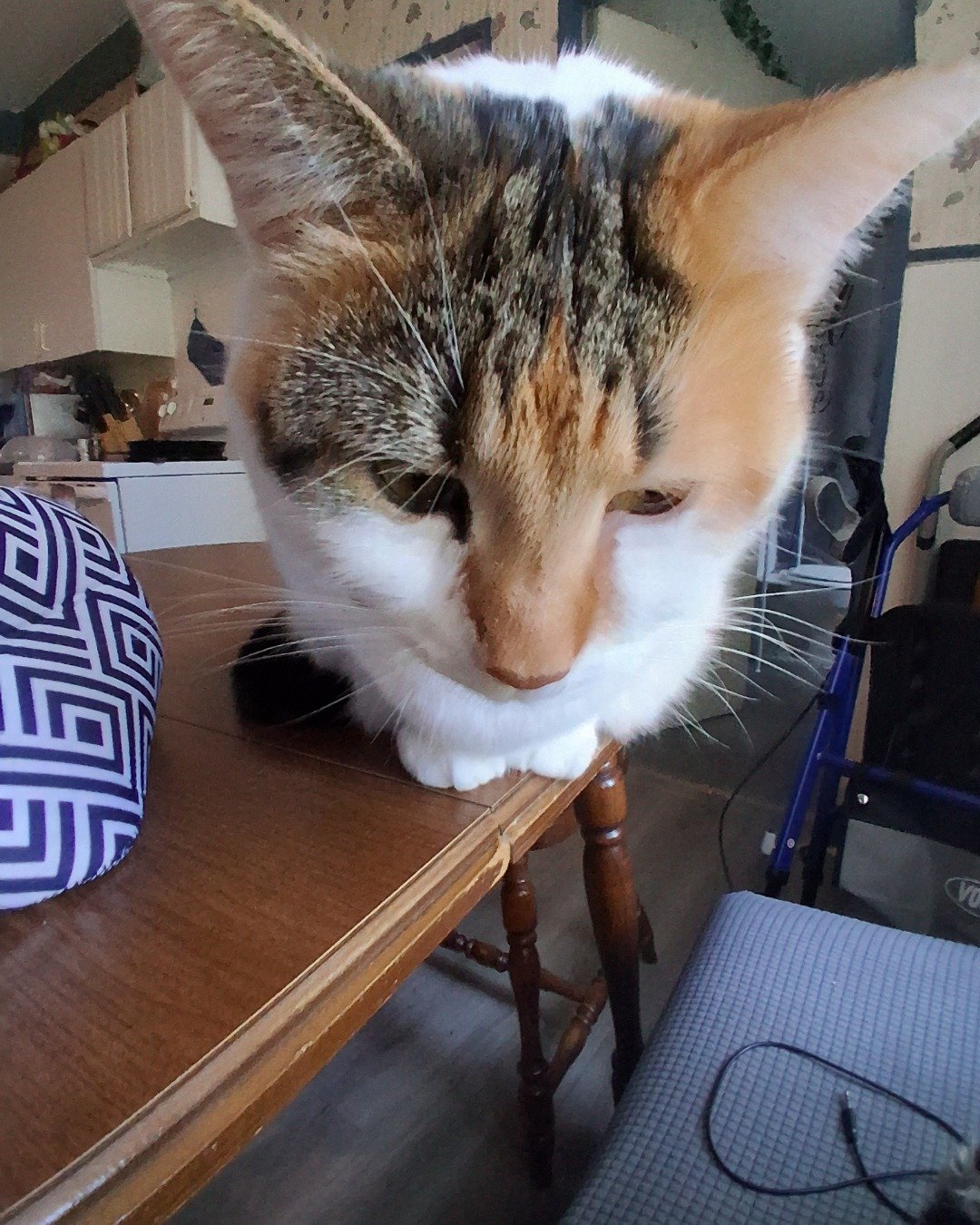 Callie the Calico maincoon. Furniture, Table, Cushion, Home Decor, Dining Table, Wood
