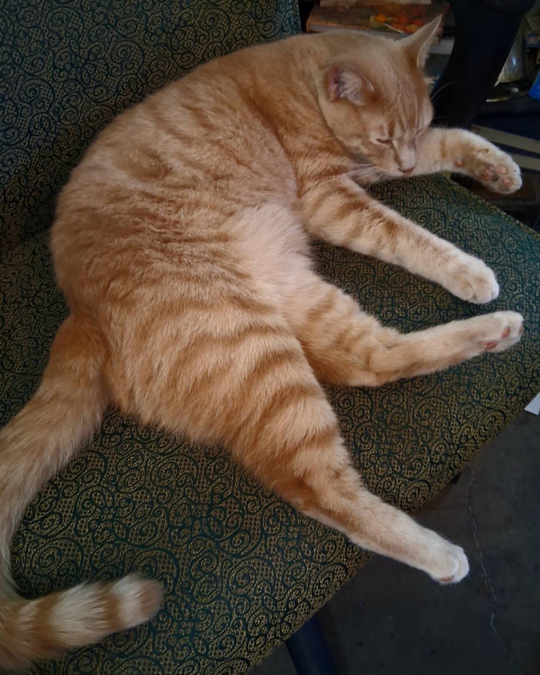 Mr. Orange. Couch, Furniture, Cat, Manx
